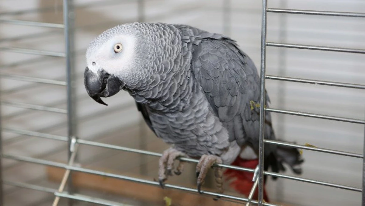 Cinci papagali, trimiși la izolare într-un parc zoologic pentru că înjurau vizitatorii