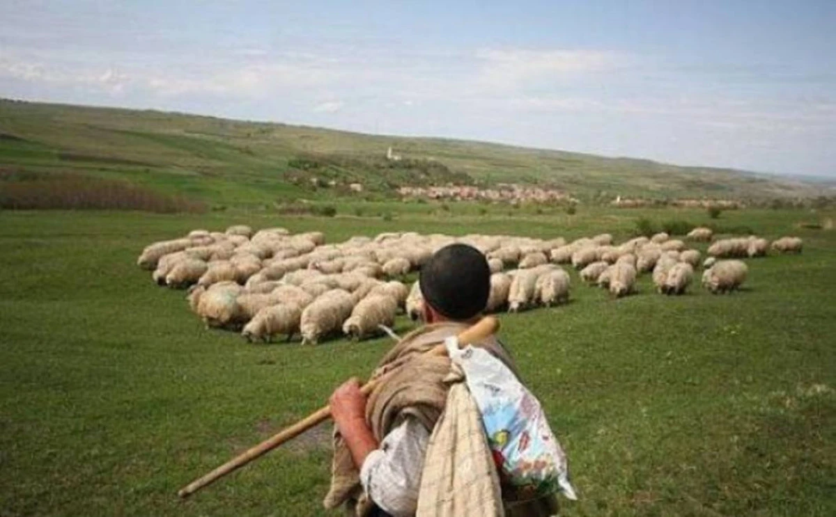 Ciobani români, ținuți în condiții de sclavie în Italia