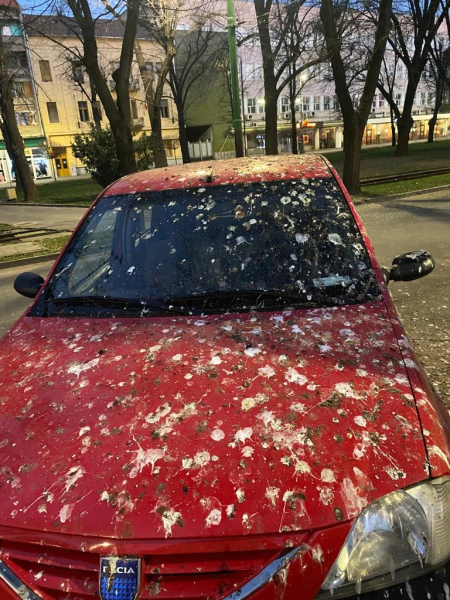 Ciorile lui Bibi, un coșmar pentru arădenii care parchează în centru. Primăria e incapabilă să rezolve problema