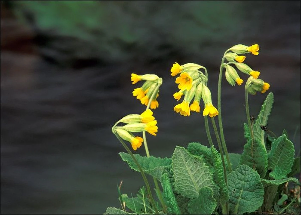 CIUBOŢICA CUCULUI, PLANTA CARE REGLEAZĂ METABOLISMUL