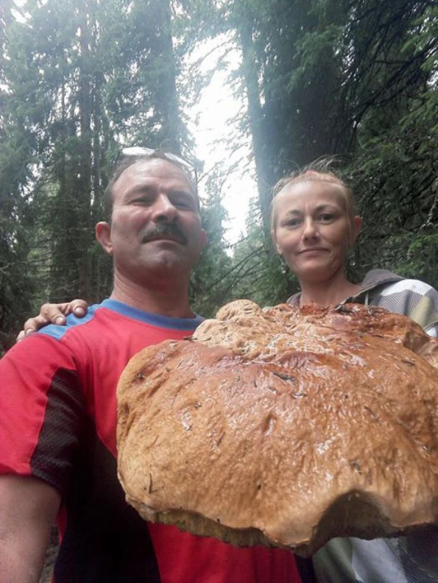 Ciupercă de cinci kilograme pe Transalpina. "Aici se fac bani la greu"