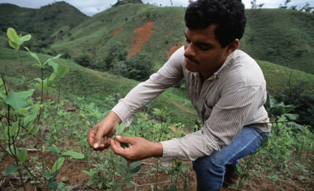 Columbia și-a bătut propriul record în creșterea de plante de coca
