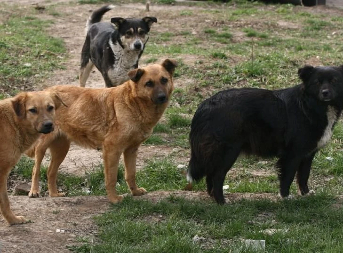 Comuna Zădăreni a devenit „patria“ câinilor vagabonzi