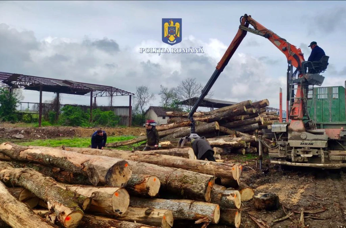 Controale în județul Arad, la firmele din domeniul silvic. S-au confiscat sute de metri cubi de material lemnos