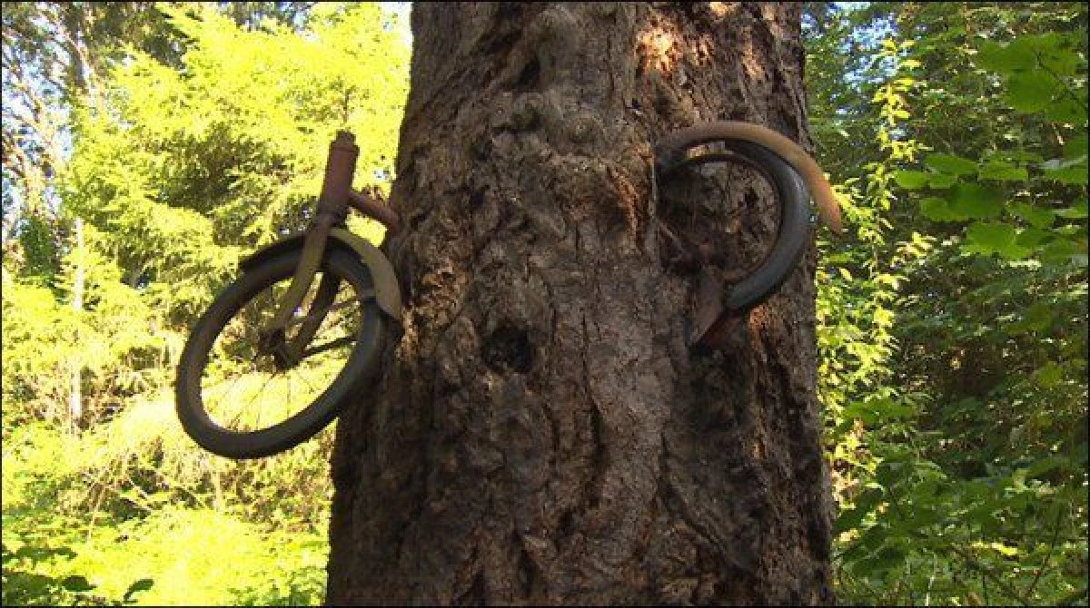 ”COPACUL CU BICICLETĂ” - POVESTEA DIN SPATELE IMAGINII