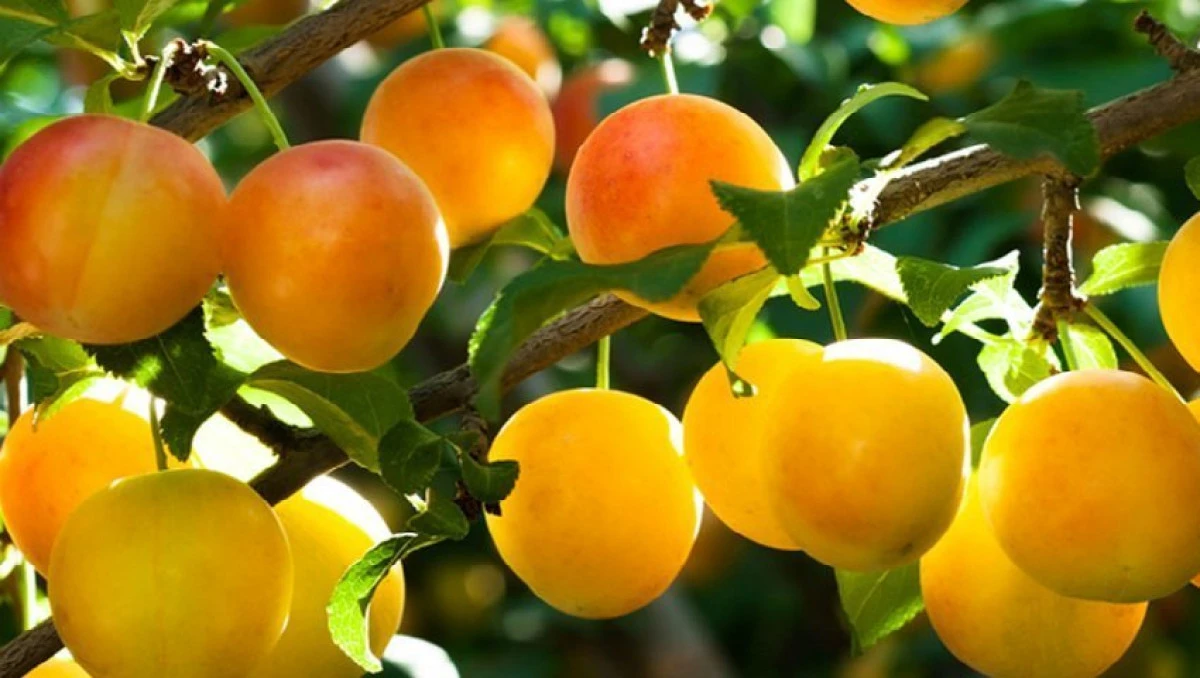 Corcodușele au cea mai puternică acțiune antioxidantă și antiinflamatoare