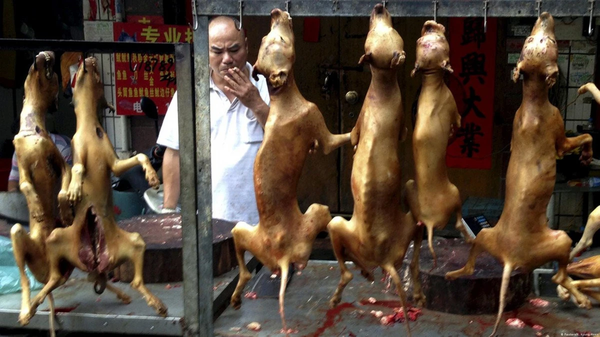 Coreea de Sud are în vedere interzicerea consumului de carne de câine