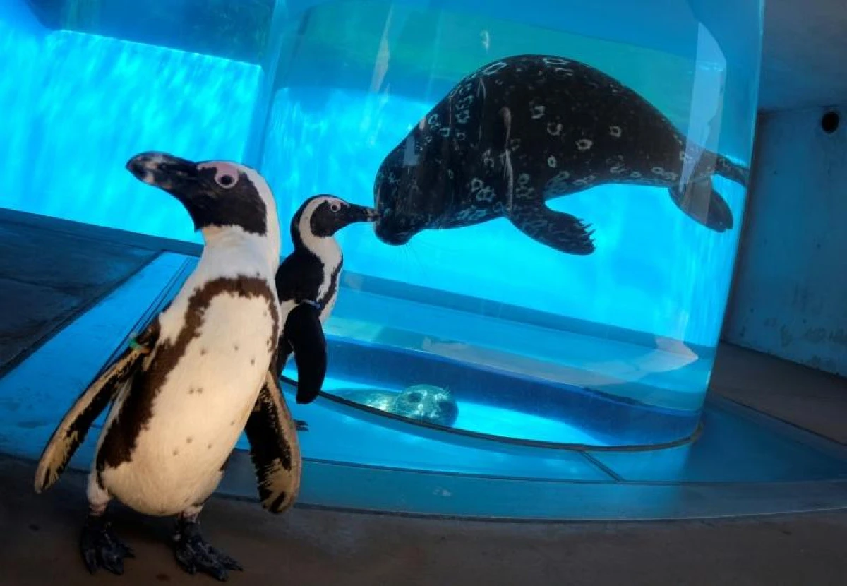 Coronavirus: Vizite între specii la un aquarium din Japonia