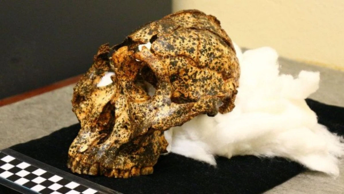 Craniu vechi de 2 milioane de ani, dezgropat în Africa de Sud