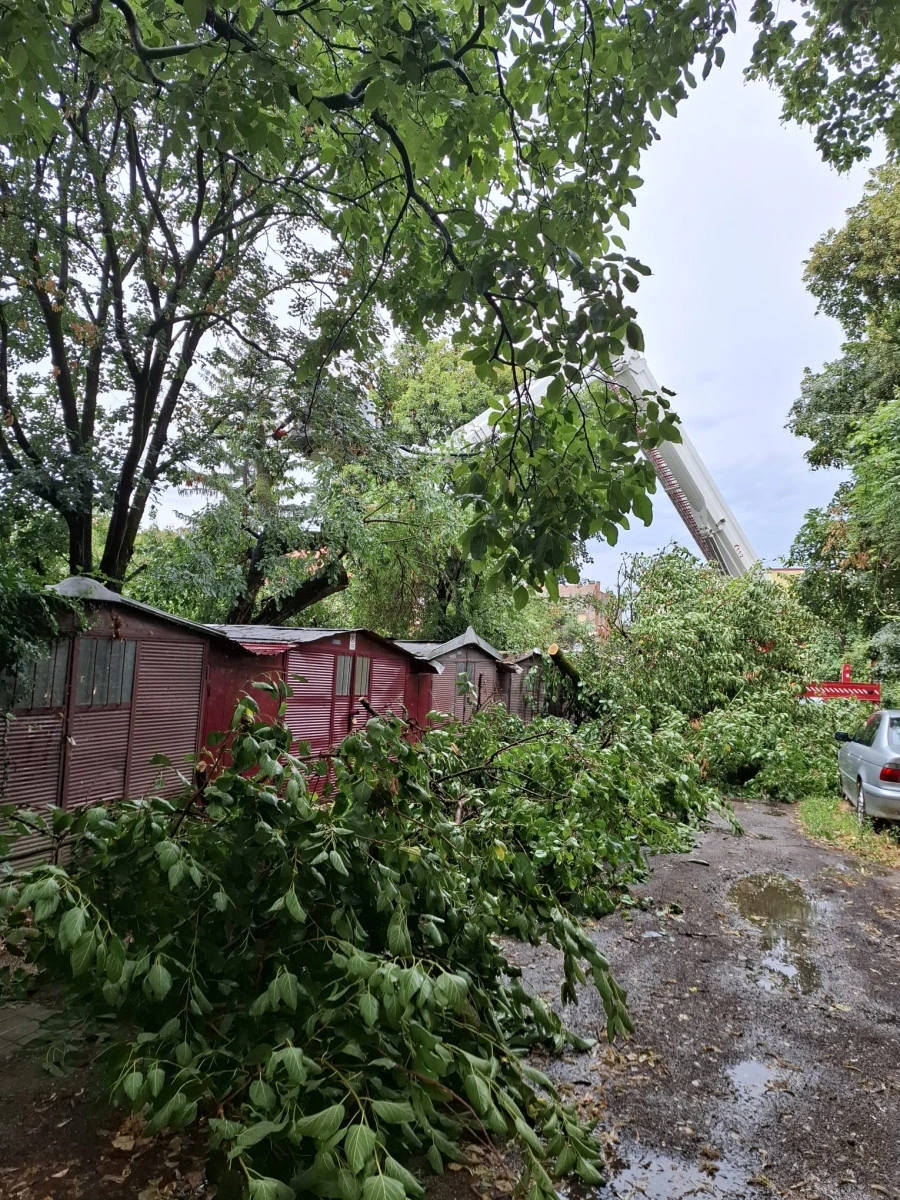 Crengile unui copac bătrân au căzut peste garajele de pe strada Andrei Mureșanu