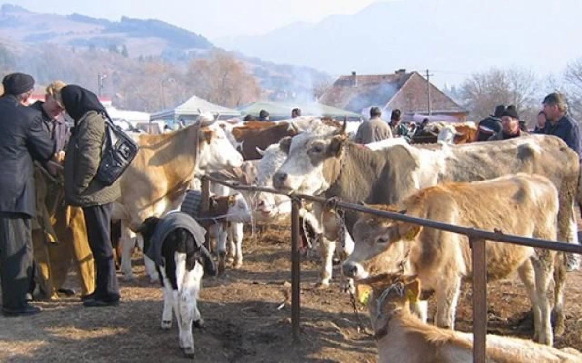 CRESCATORII DE ANIMALE, IN PRAGUL FALIMENTULUI. VEZI DE CE