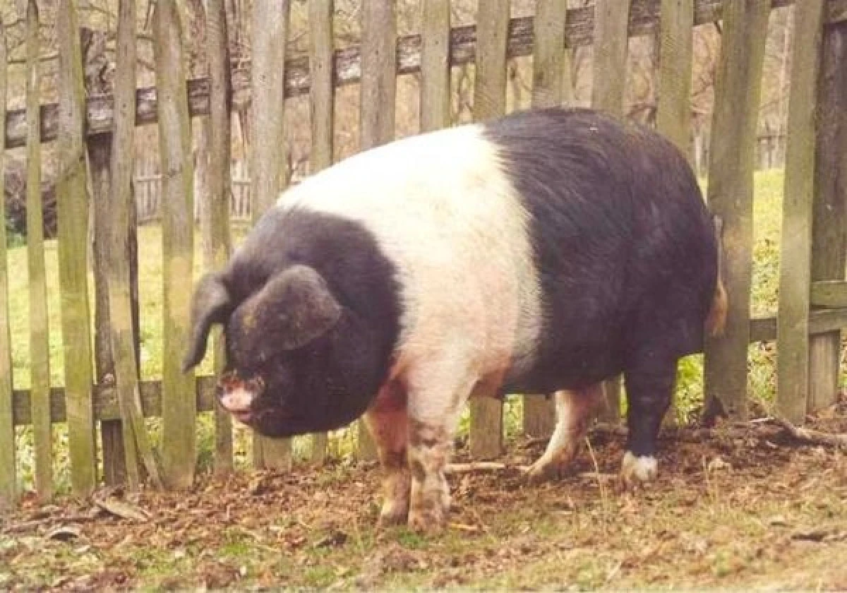 Crescătorii de porci Bazna și Mangalița vor primi sprijin financiar