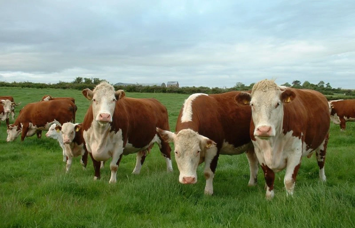 Crescătorii de vaci și bivoli pot primi o subvenție de 100 de euro pentru fiecare animal