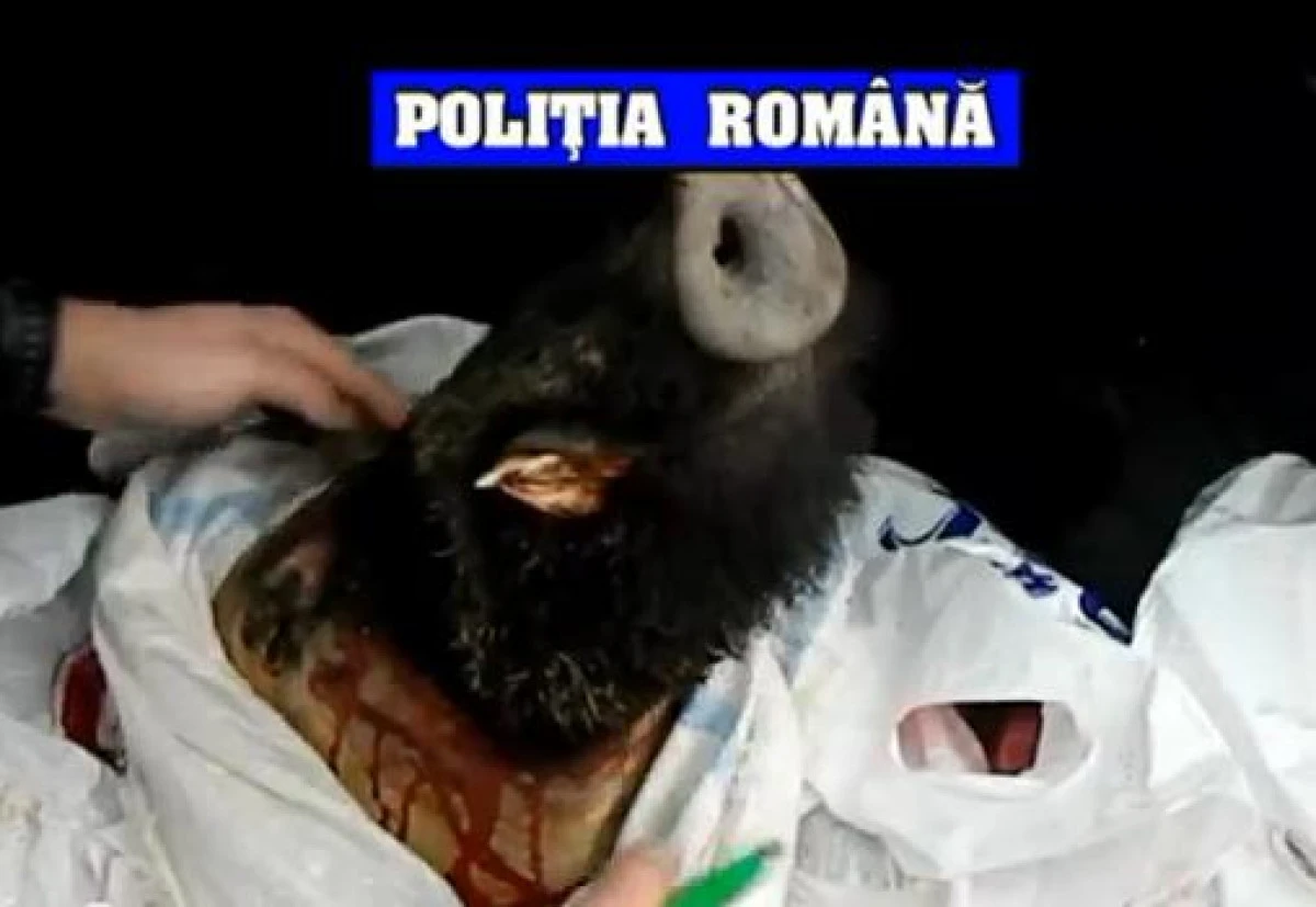 Cu mistrețul în portbagaj