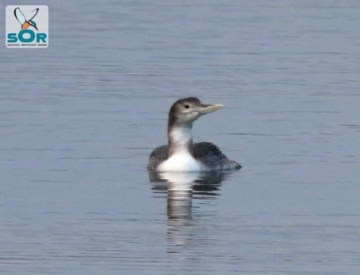 Cufundarul cu cioc alb, o nouă specie în fauna României