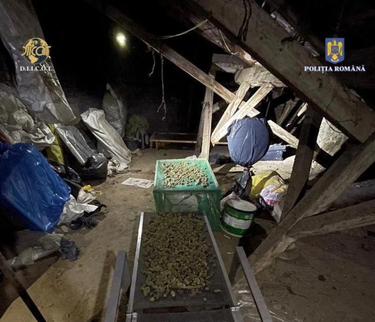 Cultură de cannabis descoperită de polițiștii SCCO Arad. Doi bărbați au fost arestați