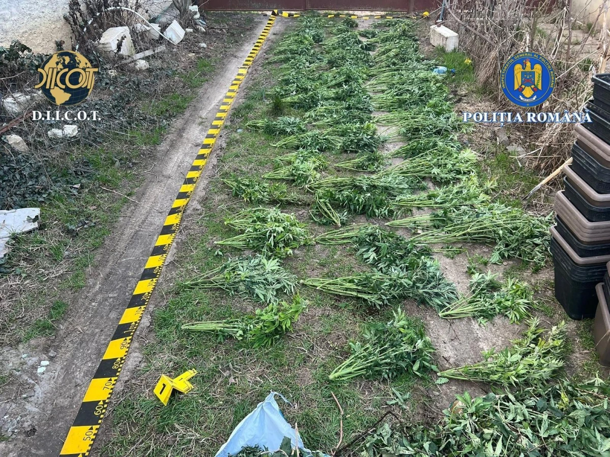 Cultură ilegală de canabis, descoperită la Peregu Mare. Șase persoane au fost arestate sau plasate în arest la domiciliu
