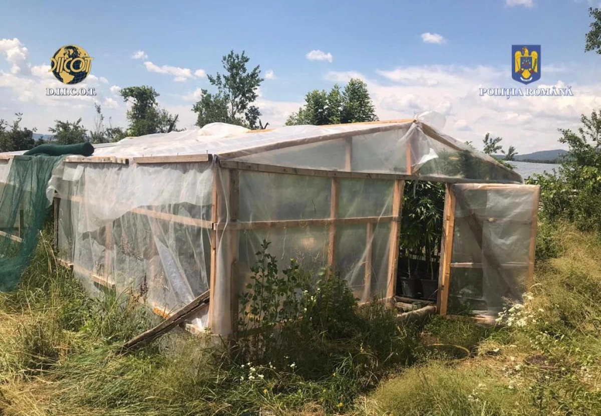 Cultură impresionantă de canabis în județul Arad; două persoane au fost reținute