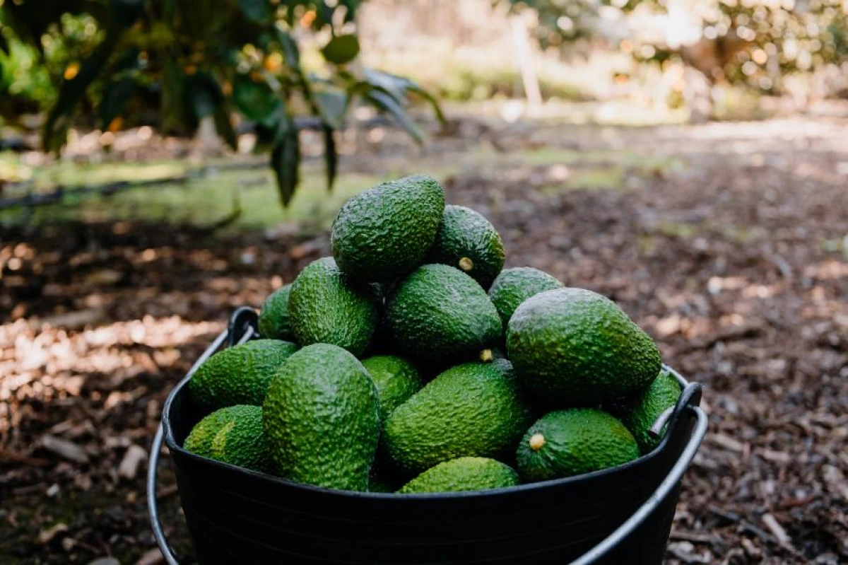 Culturi de mango şi avocado, irigate cu apă din fântâni ilegale. Zeci de fermieri spanioli au fost arestaţi