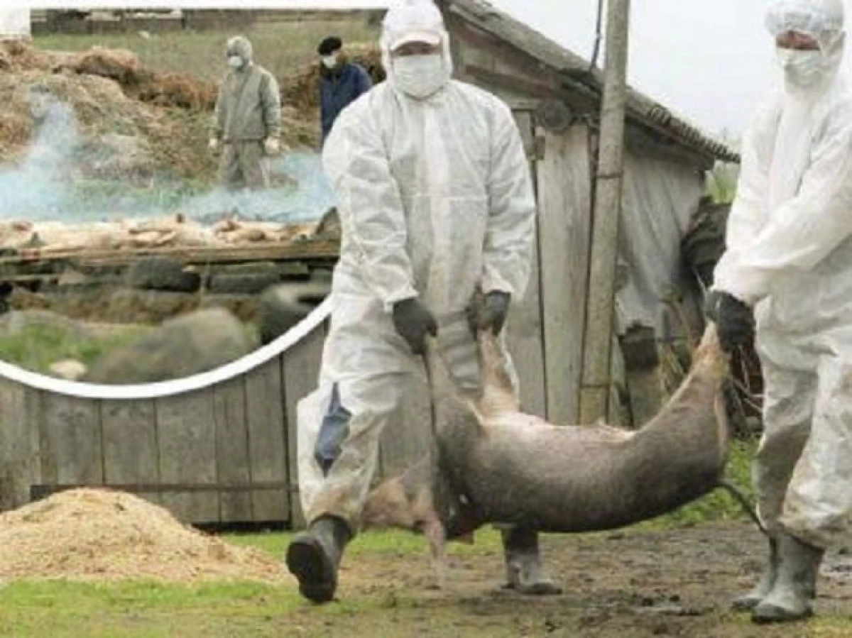 Culturile contaminate cu virusul pestei porcine vor fi arse sau dezinfectate