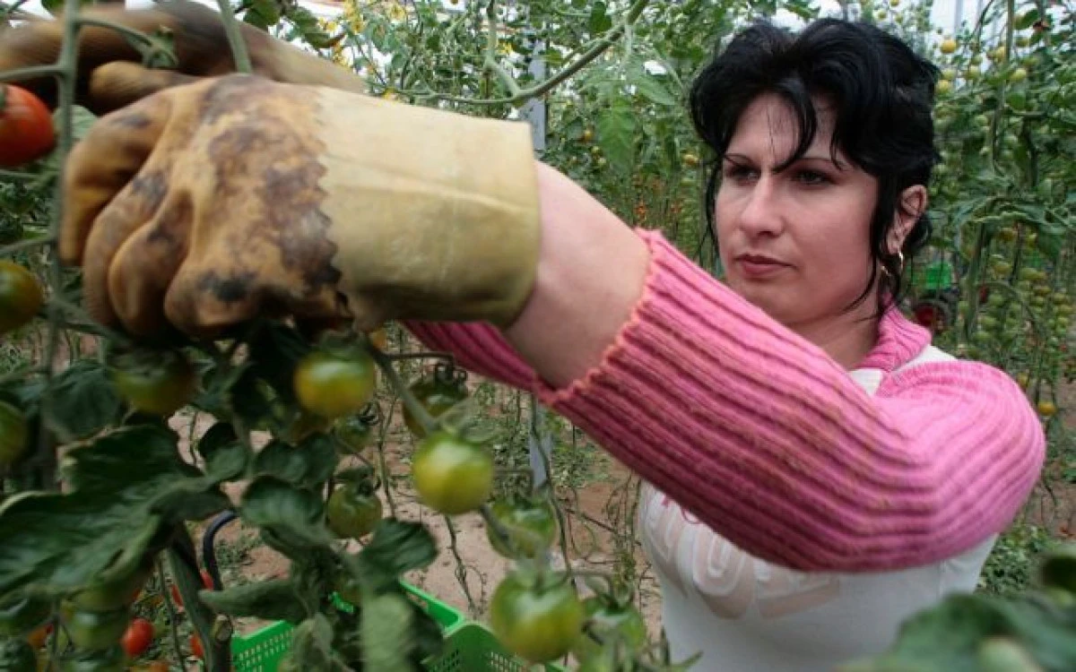 CULTURILE DE ROSII SI DE FASOLE DIN ARAD, POLENIZATE CU AJUTORUL BONDARILOR ADUSI DIN OLANDA