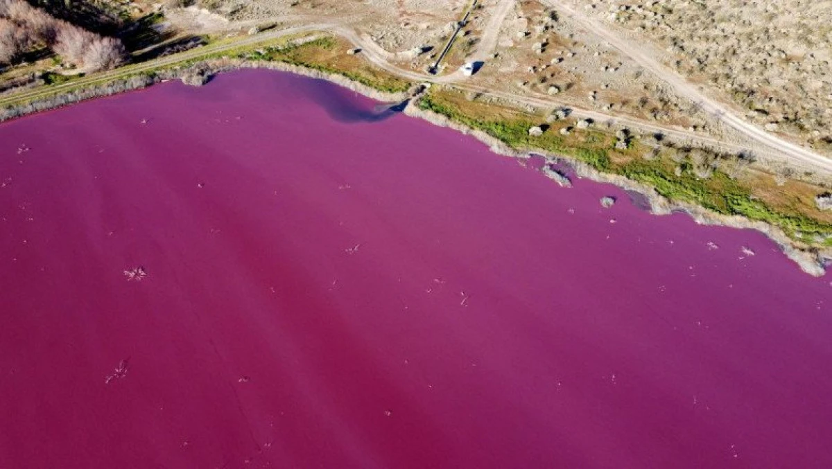 Cum a devenit un lac din Patagonia roz peste noapte - Live Arad