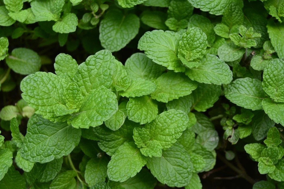 Cum avem grijă de sănătatea bucală cu ajutorul plantelor