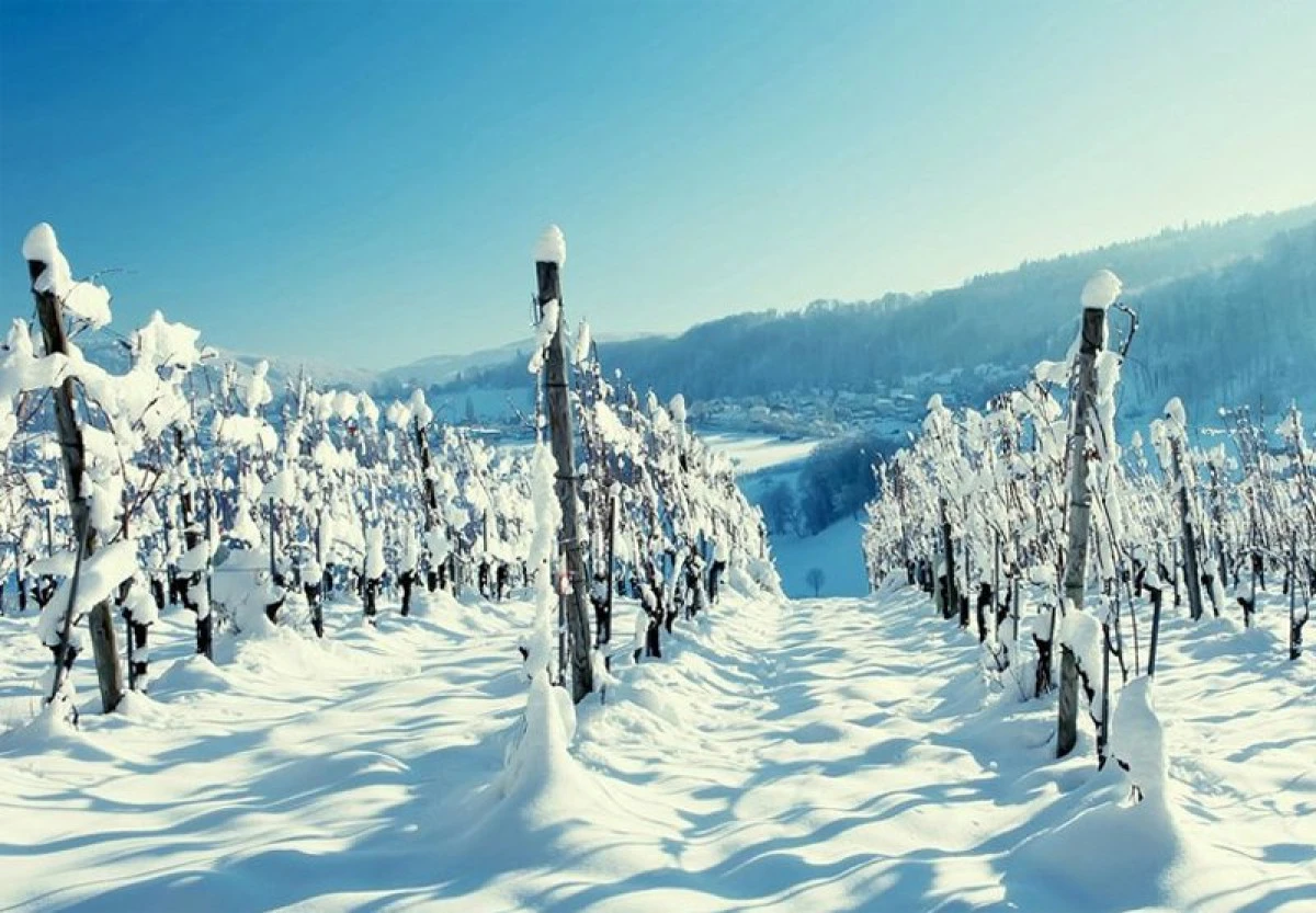 Cum îngrijim Vița de vie pe timpul iernii