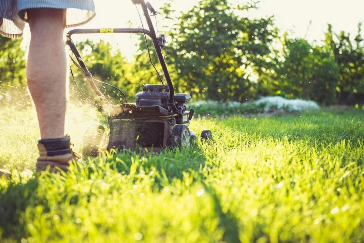 Cum îți poți organiza curtea mai ușor? Top 3 sfaturi pentru a obține o grădină de vis