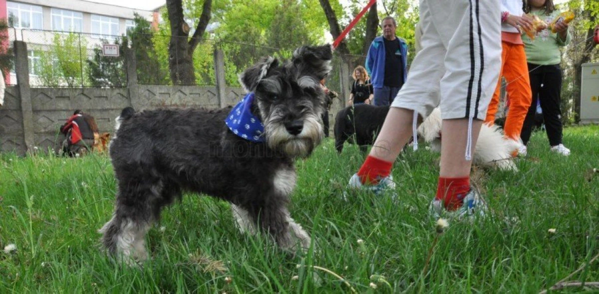 Cum ne pot îmbolnăvi animalele de companie