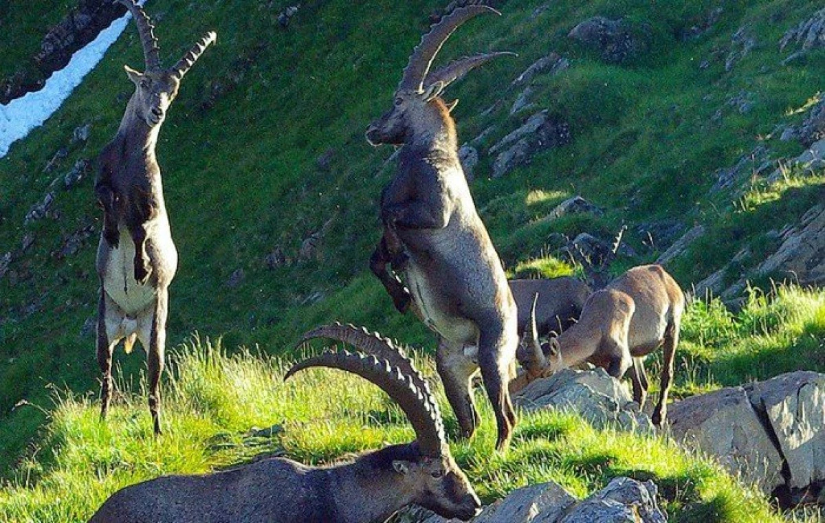 Cum s-a reușit creșterea numărului de capre alpine în Alpii elvețieni
