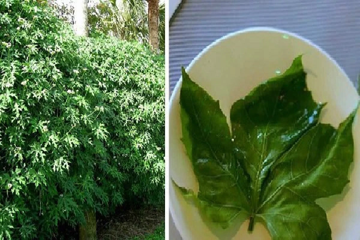 „Darul zeilor”, planta-minune care vindecă 100 de boli