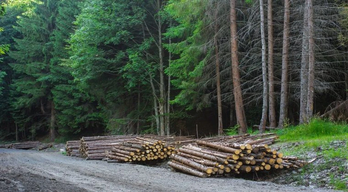De astăzi putem vedea, în timp real, ce se întâmplă în și cu pădurile României