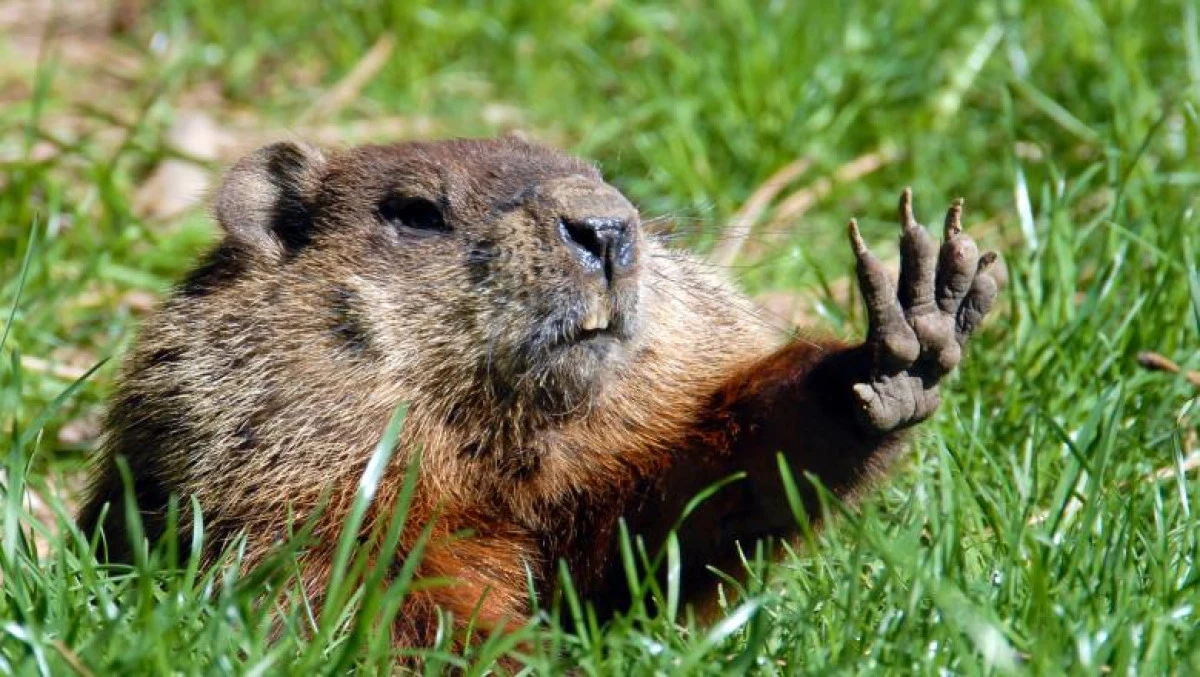 De ce a interzis Rusia vânătoarea de marmote