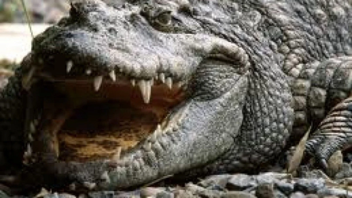 De ce au dispărut speciile de crocodili și canguri uriași de pe Terra