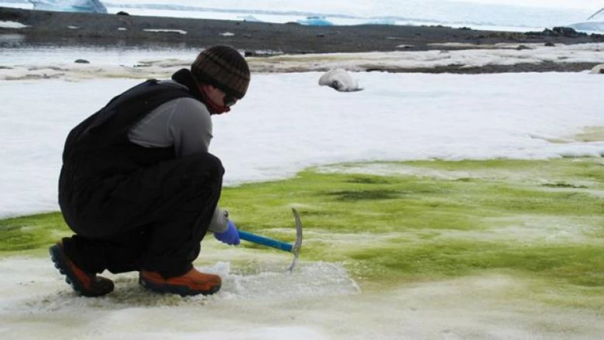 De ce capătă zăpada din Antarctica nuanțe verzi