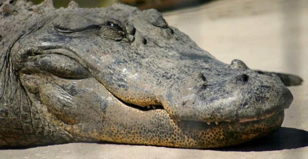De ce s-au schimbat atât de puțin crocodilii de pe vremea dinozaurilor până acum