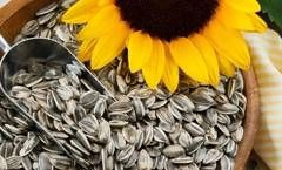 DE CE TREBUIE SA MANANCI SEMINTE DE FLOAREA SOARELUI