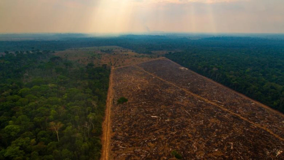 Defrișările din pădurea amazoniană au atins un nou nivel record