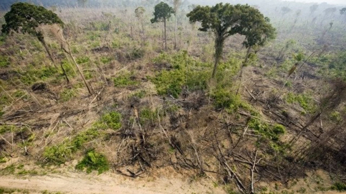 Defrişările din pădurea tropicală amazoniană din Brazilia au depăşit pragul de 10.000 de kilometri pătraţi