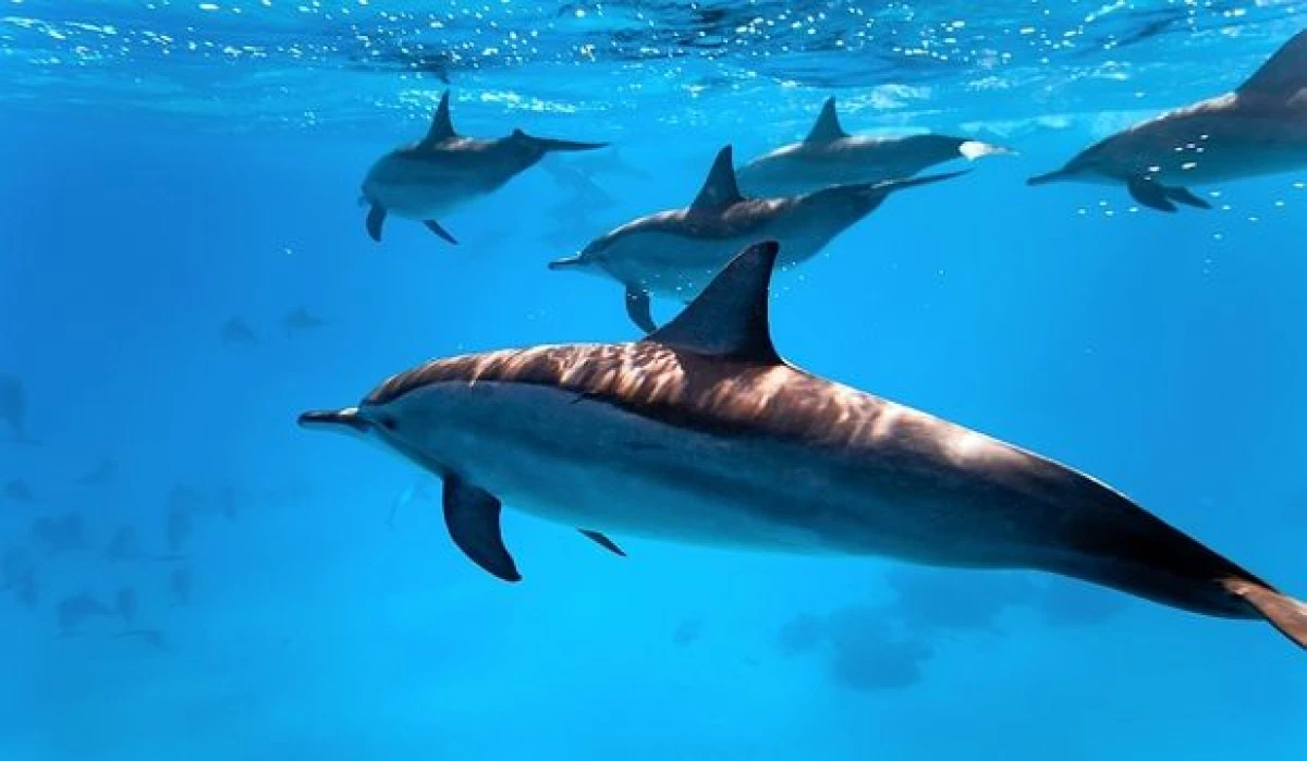 DELFINII AU PROPRIILE LOR RETELE SOCIALE