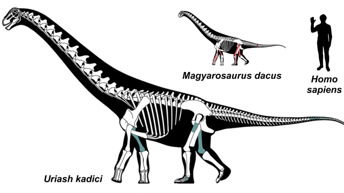 Descoperire unică în lume, în Geoparcul Ţara Haţegului: Au fost găsite două specii noi de dinozauri