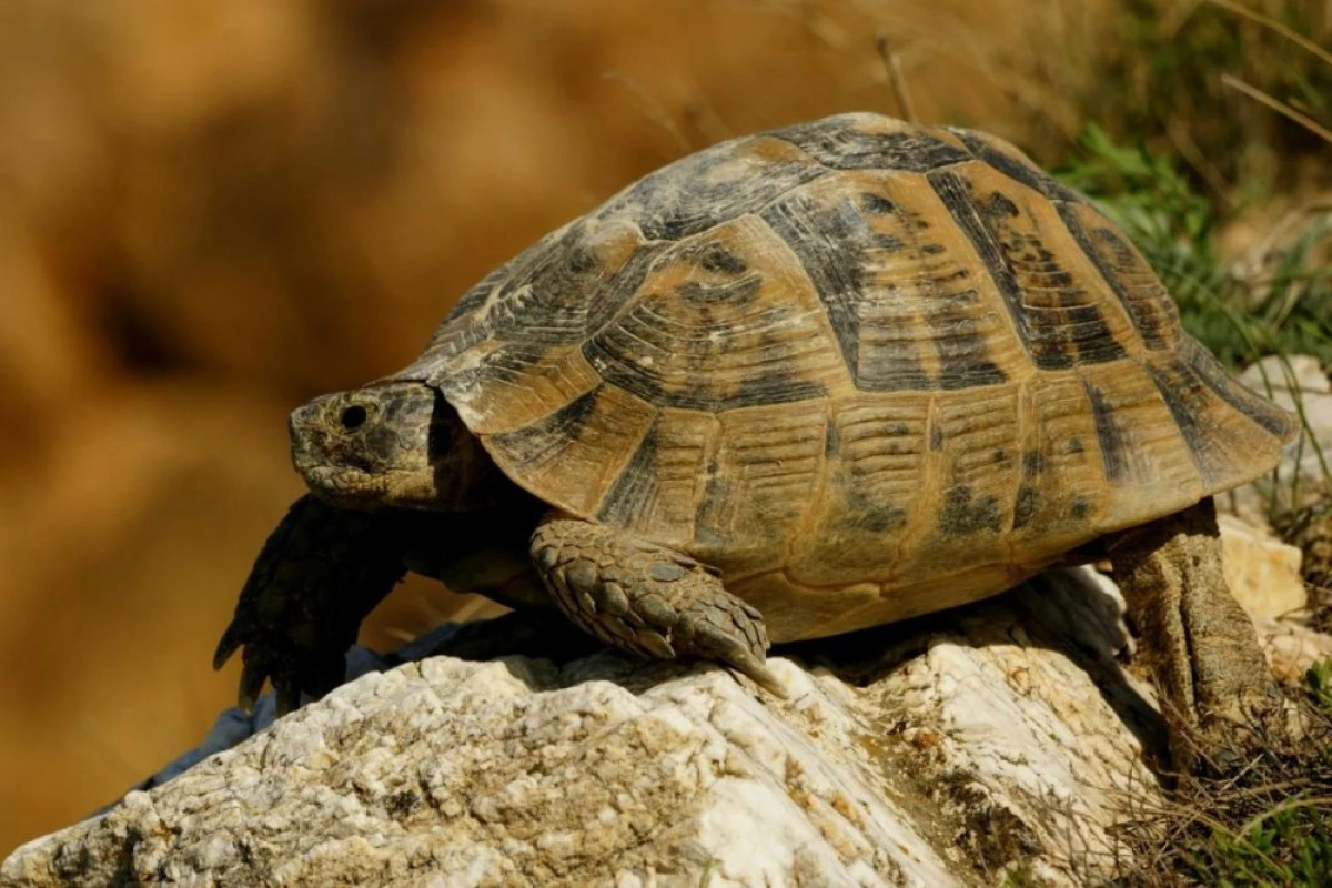 DESCOPERIREA UNUI COPIL DE 8 ANI EXPLICĂ DE CE ȚESTOASELE AU CARAPACE