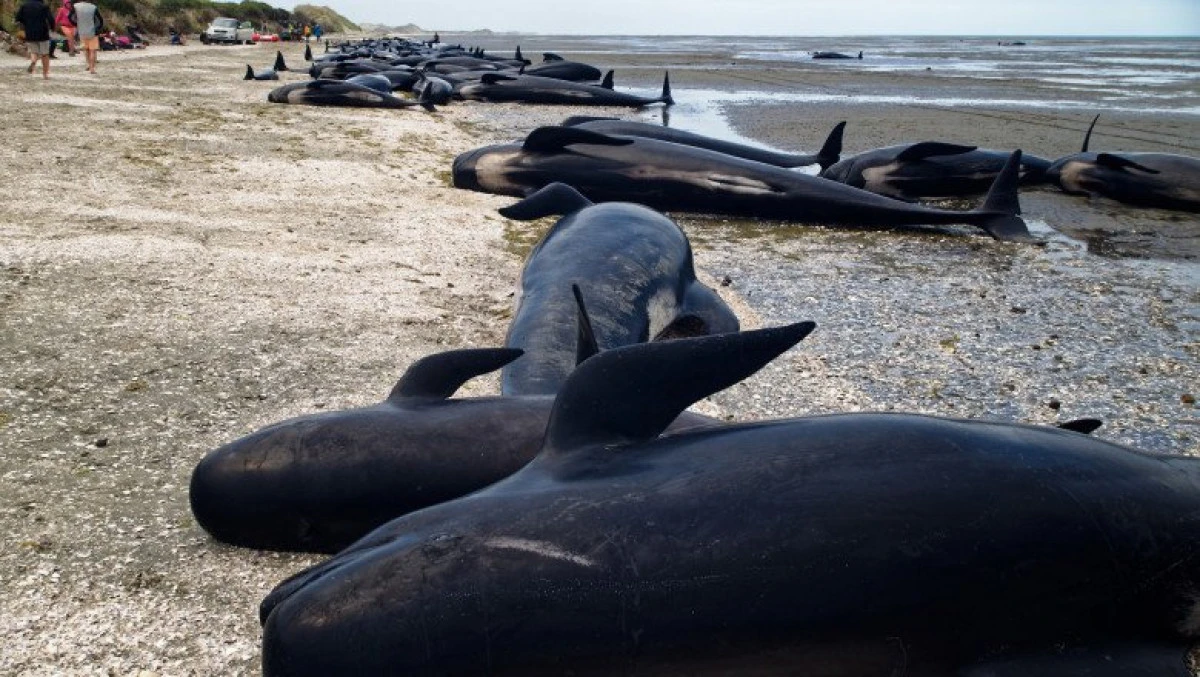 Dezastru ecologic în Noua Zeelandă