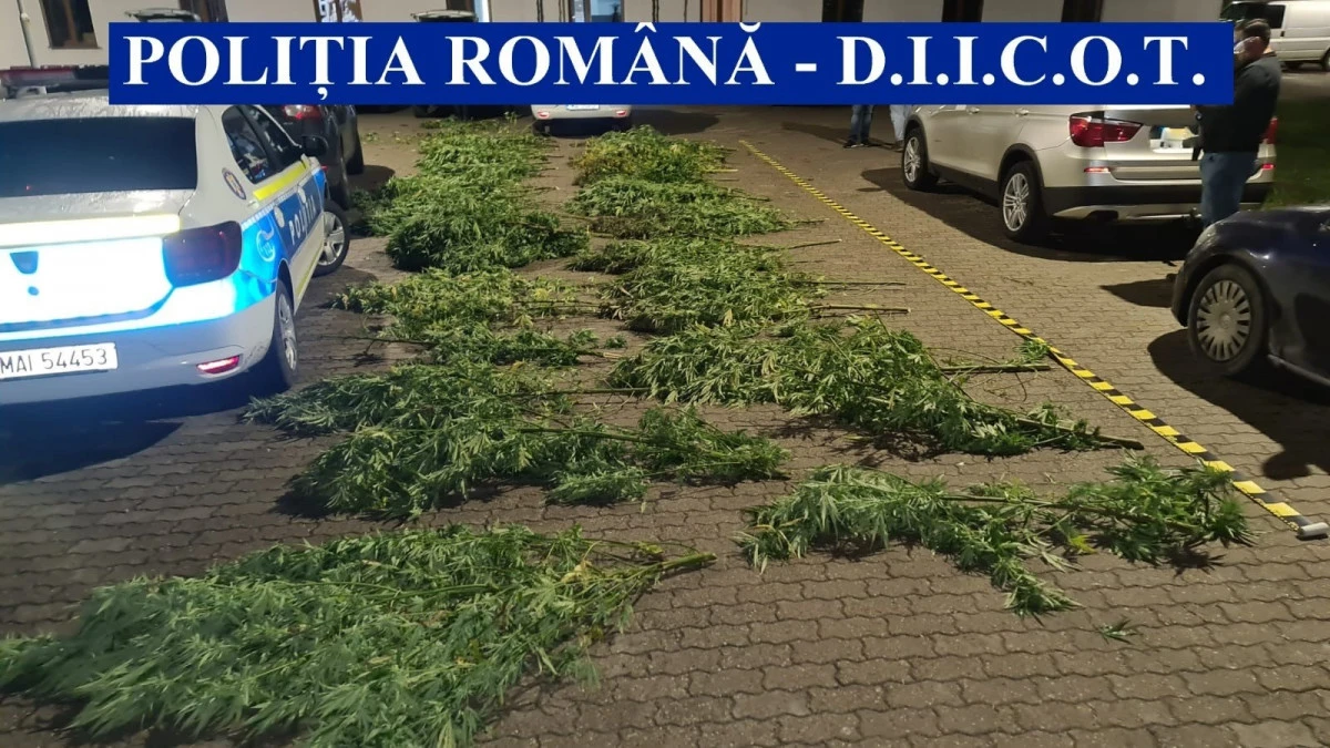 DIICOT a descoperit o cultură impresionantă de cannabis în județul Arad. Doi tineri au ajuns în arest