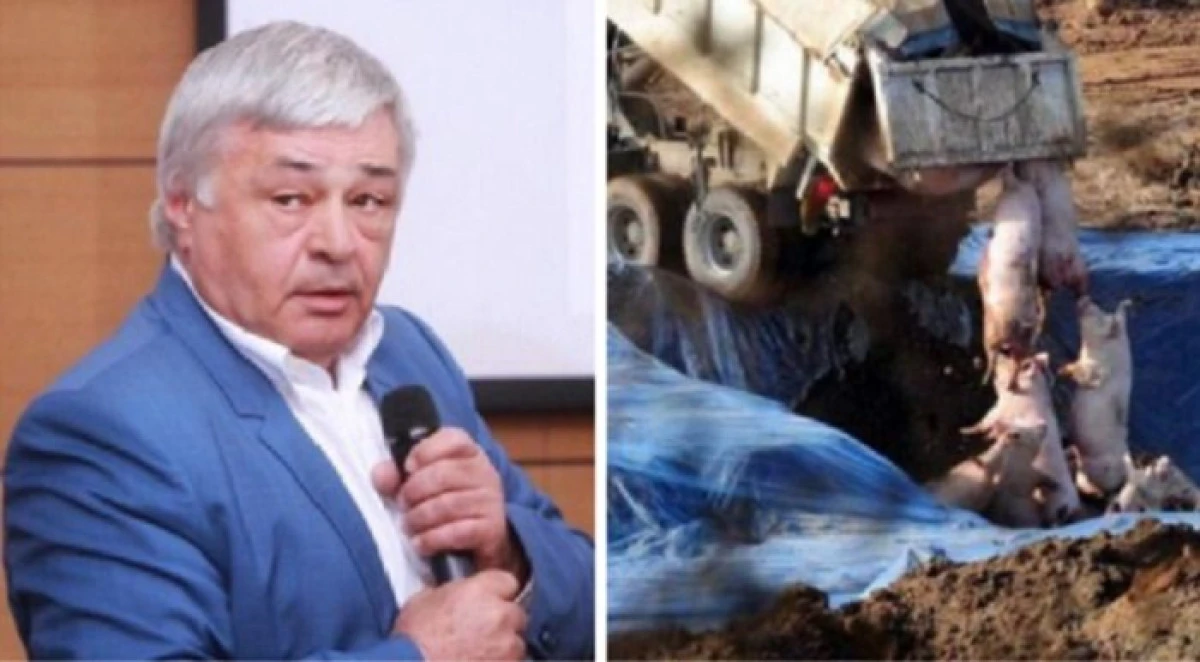Dimitrie Muscă acuză ANSVSA că ştia că vine pesta porcină africană şi "nu a făcut nimic"
