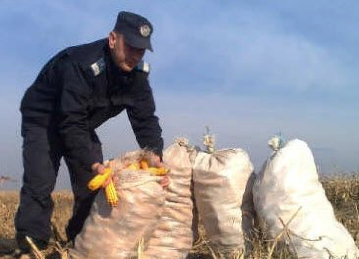 DOI BARBATI AU FURAT 100 DE KG DE PORUMB STIULETI
