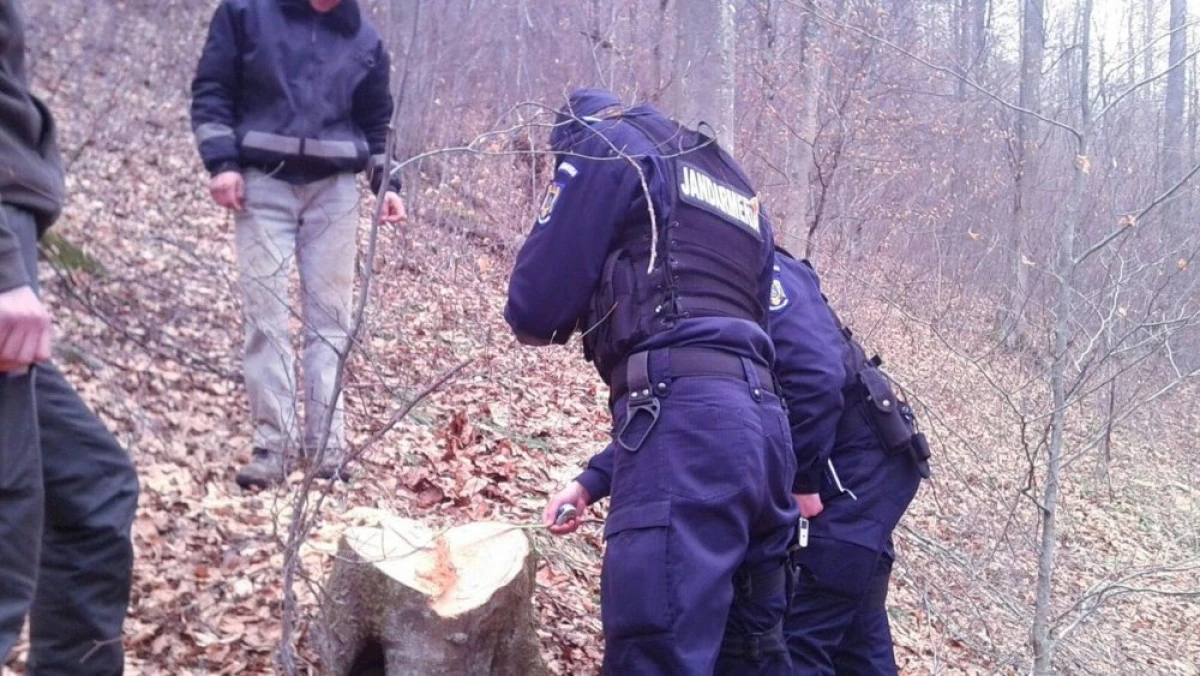 Doi bărbați din Căpîlnaș au fost prinși la furat de lemne în Birchiș