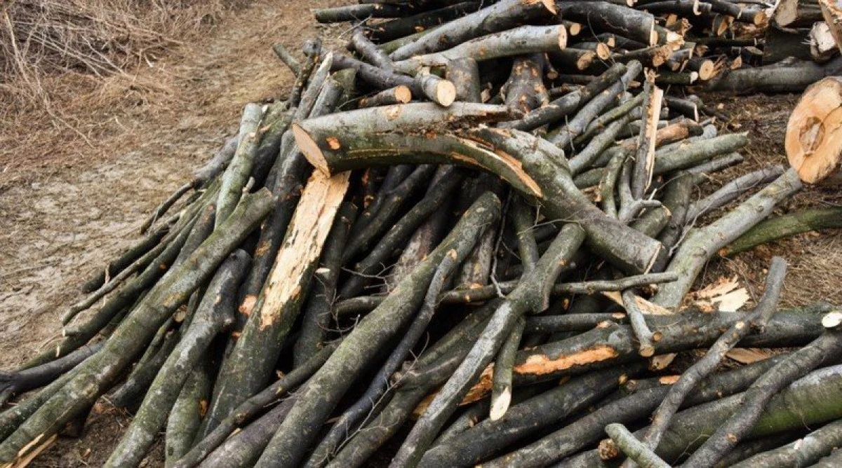 Doi bărbați din zona Brazii, cercetați pentru tăiere de arbori