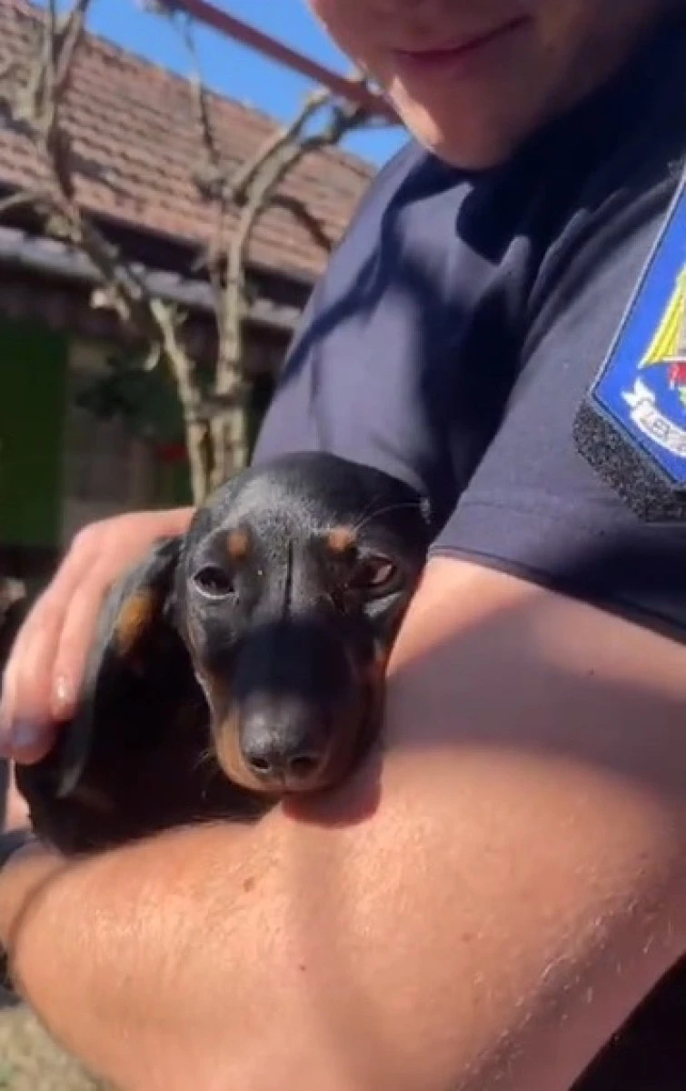 Doi căței abandonați, salvați și adoptați de jandarmii arădeni